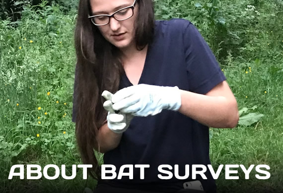 Bat Surveys in Scotland, Bat Survey Planning Application